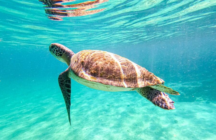 Full-Day Tour to Angra dos Reis and Ilha Grande - What the $66 price really covers