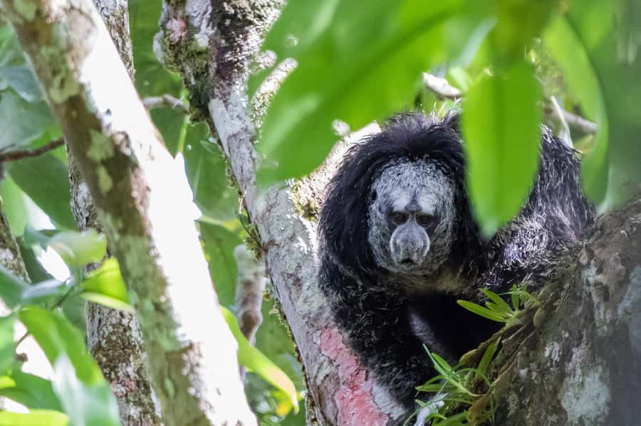 Grand Selva Tours 3 Day Jungle Expedition Ecuador all incl - Three days at Grand Selva Lodge near Tena
