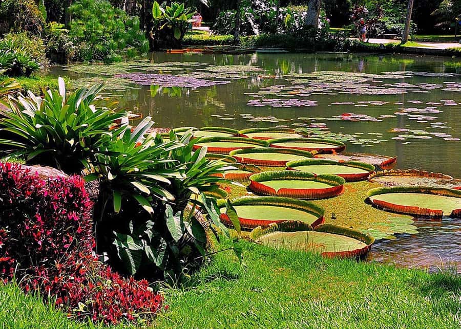 Green Rio: Guided Tour of Botanical Garden and Lage Park - Weather, Renovations, and the Backup Plan