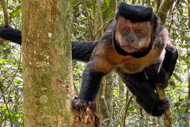 Hiking in the Tijuca Forest : Waterfalls and Caves - Taunay Waterfall, Tijuca’s best-known cascade