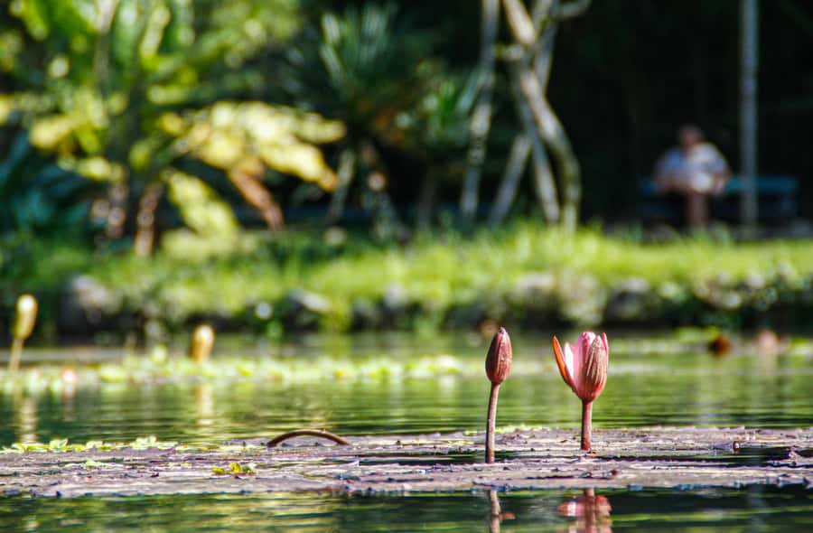 Jeep'n'Green: Rio Botanical Garden & Tijuca Rainforest Tour - Take the short walk to Cachoeira dos Macacos
