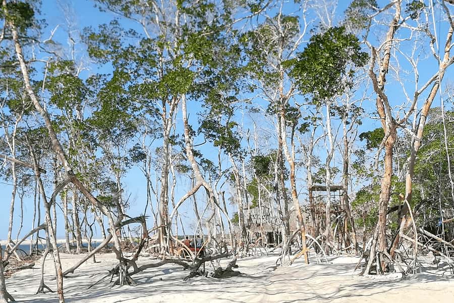 Jericoacoara: Tatajuba Beach Tour - Sand Tracks, Dune Descents, and Optional Slides