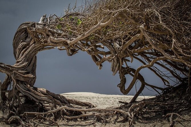Jericoacoara Tour in 1 Day - What the $39.17 price really includes