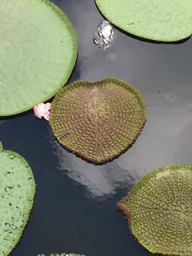 Manaus: 2-Day River Tour With Overnight Stay - Swimming near the pink river dolphins