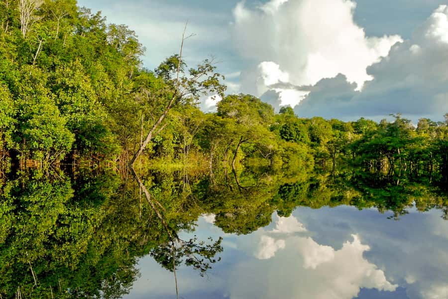 Manaus: Amazon Jungle Half-Day Walking Tour - Key points to know before you go