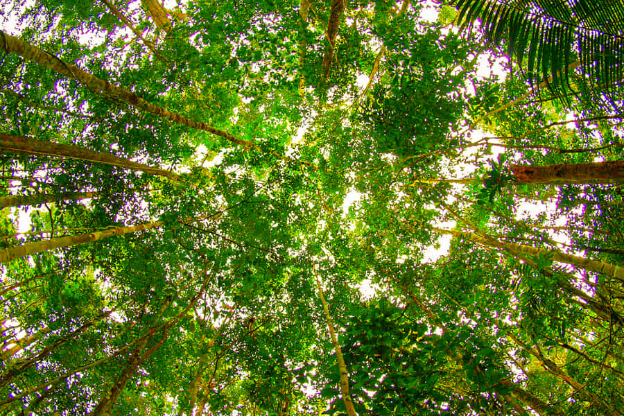 Manaus: Amazon Jungle Half-Day Walking Tour - Wildlife sightings require patience