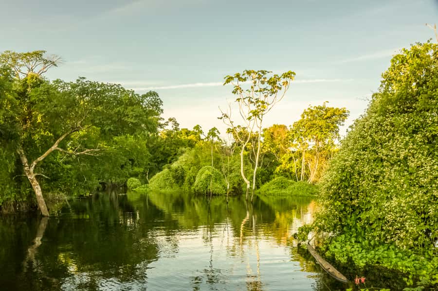 Manaus: Amazon Jungle Half-Day Walking Tour - What to bring for a comfortable forest walk