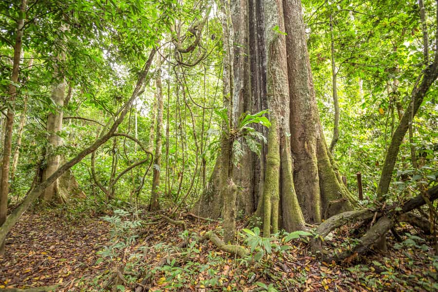 Manaus: Amazon Jungle Half-Day Walking Tour - Who will get the most from this Amazon outing
