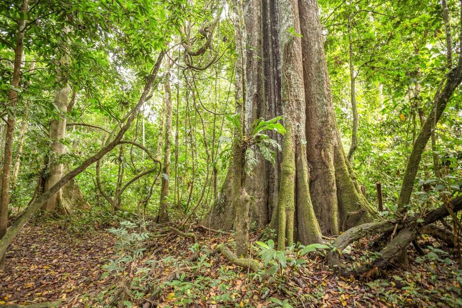 Manaus: Amazon Jungle Half-Day Walking Tour - Booking details that matter