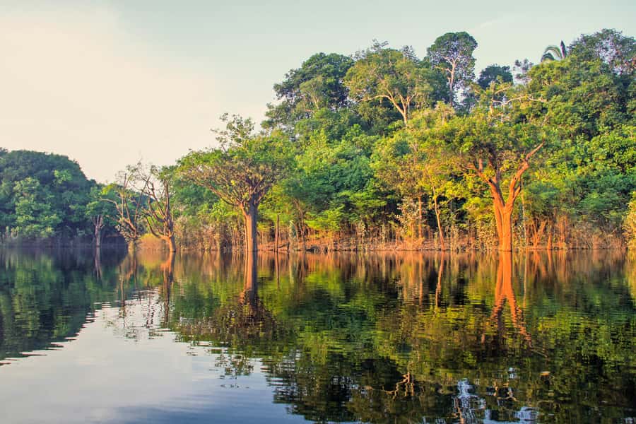 Manaus: Amazon Jungle Half-Day Walking Tour - A three-hour walk beneath larger Amazon trees