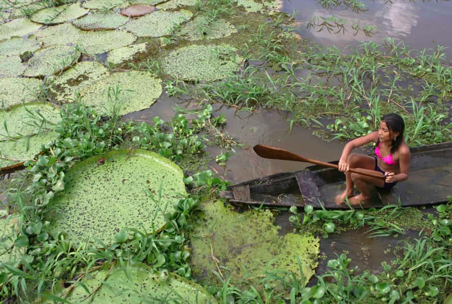 Manaus: Full-Day Tour on the Amazon River - The shaman, forest food, and the pirarucu nursery