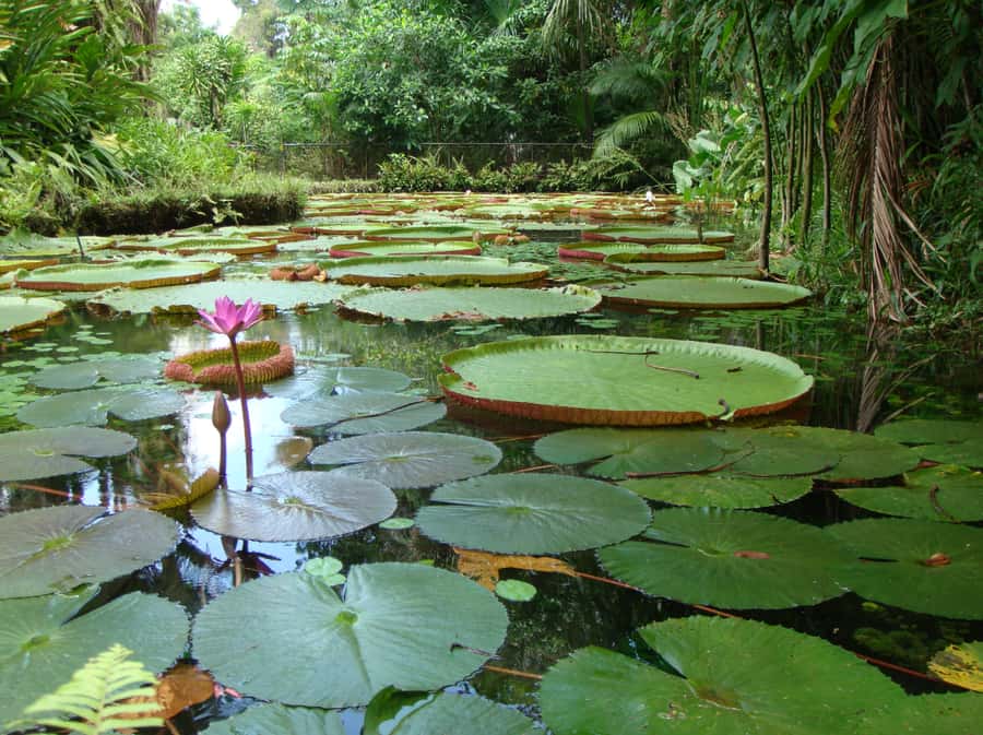 Manaus: Full-Day Tour on the Amazon River - Group size, guiding, and language
