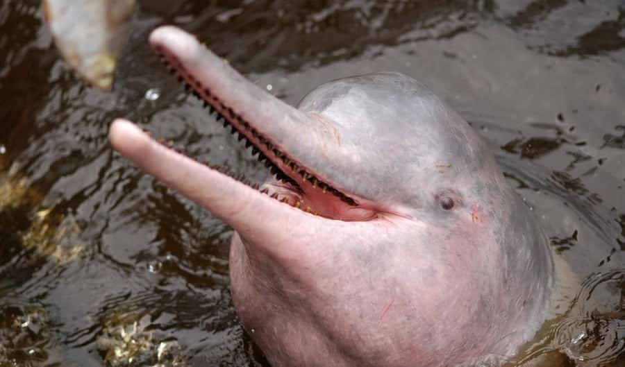 Manaus: Meeting of the Waters & Pink Dolphin Tour with Lunch - A full Amazon day from central Manaus