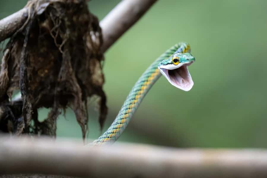 Manaus: Multi-Day Amazon Survival Trip with Camping - Key points to know before you book
