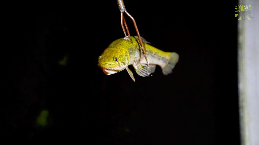 Manaus: Multi-Day Amazon Survival Trip with Camping - Flooded forest, narrow channels, and piranha fishing