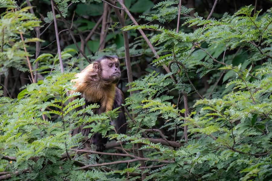 Manaus: Multi-Day Amazon Survival Trip with Camping - How the three, four, and five-day options differ