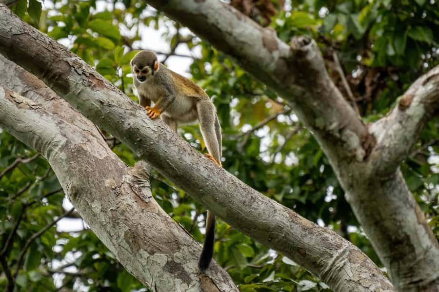 Manaus: Multi-Day Amazon Survival Trip with Camping - Guides, group size, and the pace of the trip