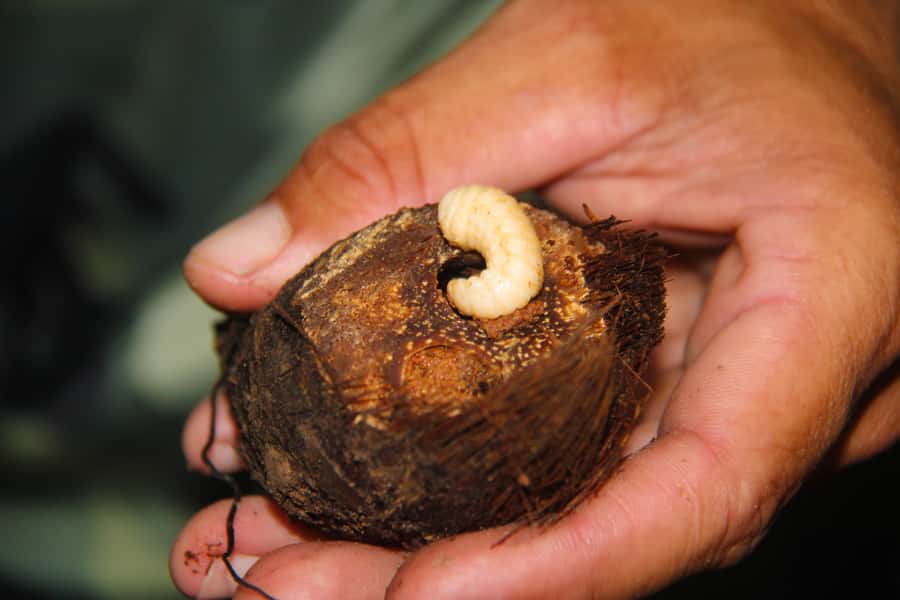 Manaus: Multi-Day Amazon Survival Trip with Camping - What the $660 price covers