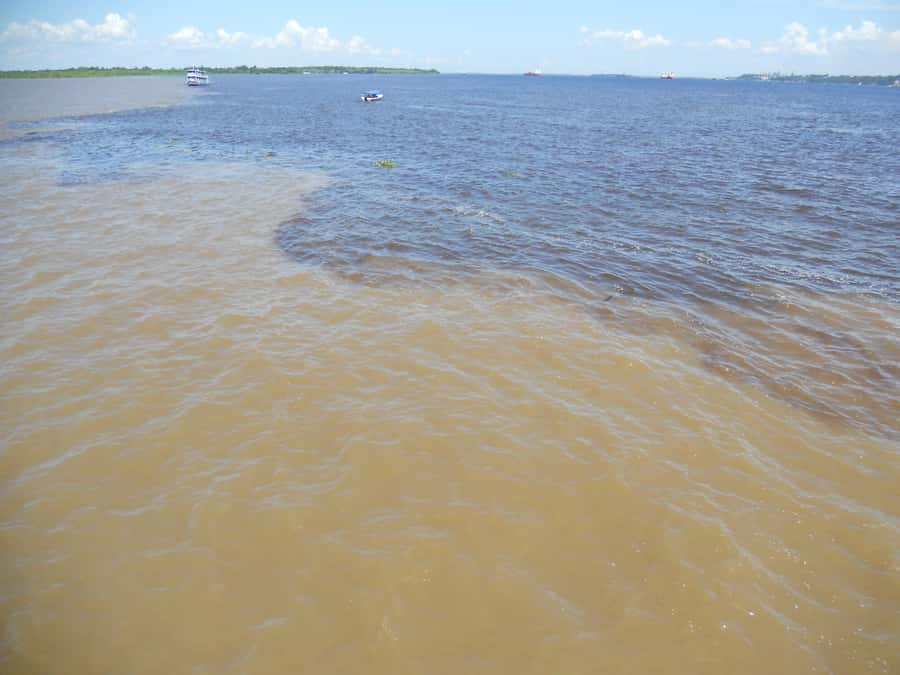 Manaus: Multi-Day Amazon Trip at Tapiri Floating Lodge - Sunrise, Jungle Plants, and Forest Wildlife