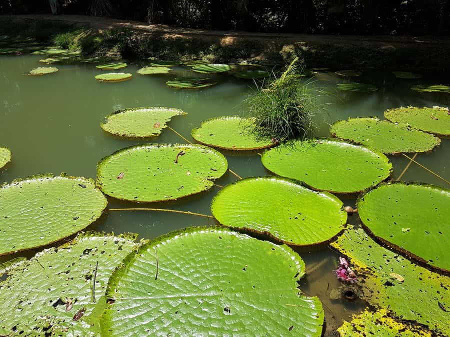 Manaus: MUSA and INPA Museums with Observation Tower Tour - Rain, heat, and what to pack