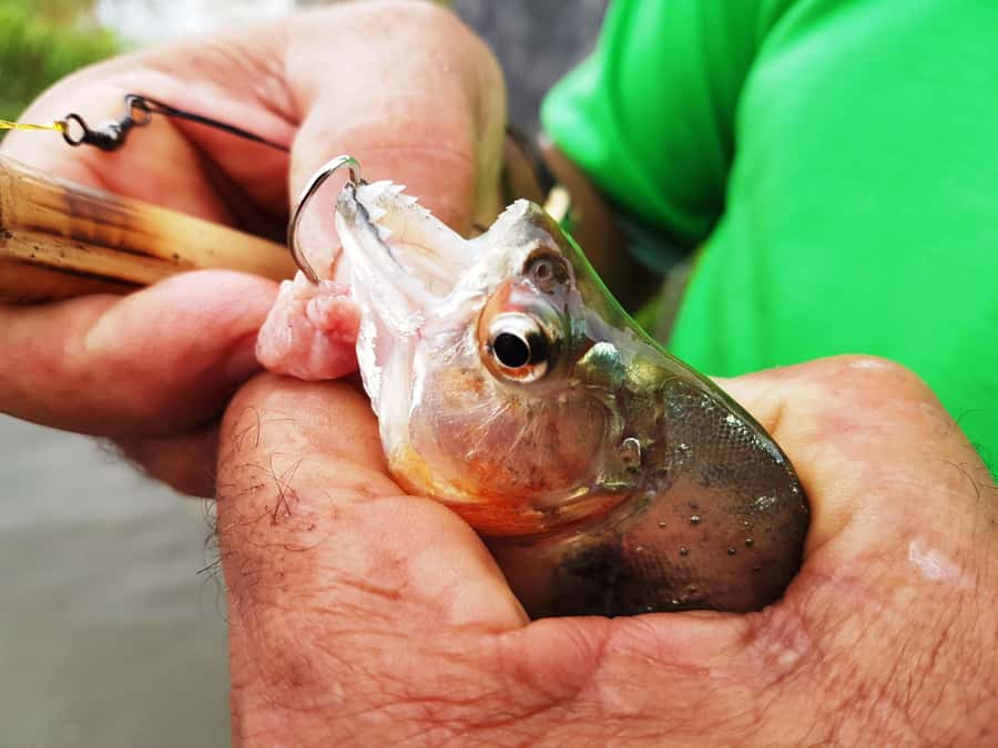 Manaus: Piranha Fishing and Alligator Watch Evening Tour - From Manaus docks to the Iranduba riverbanks