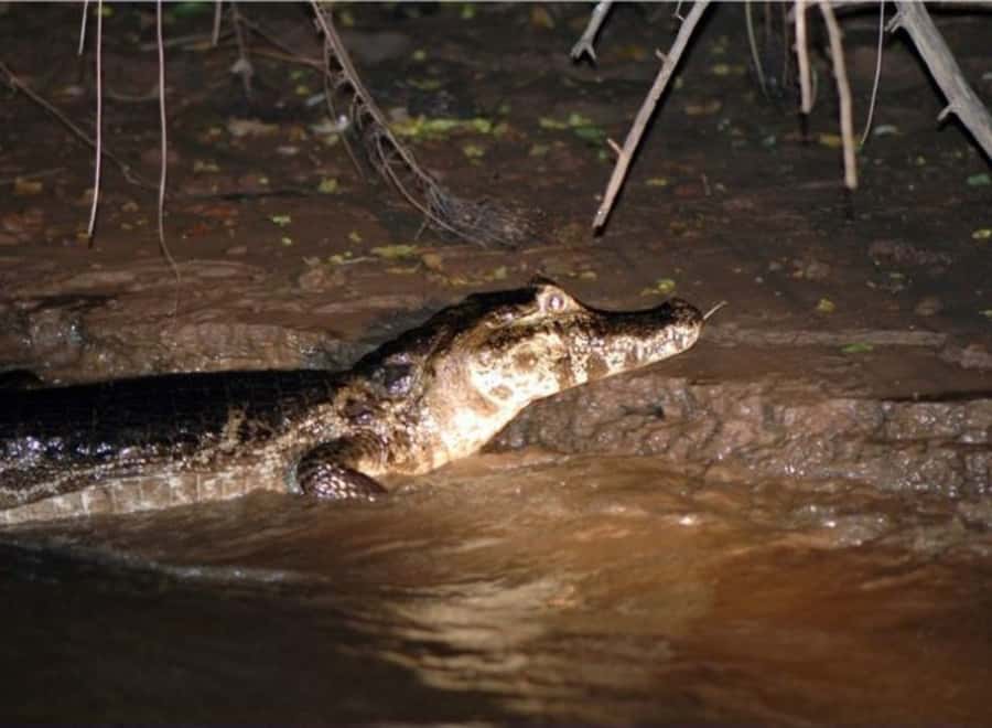 Manaus: Piranha Fishing and Alligator Watch Evening Tour - The river after dark and the alligator search