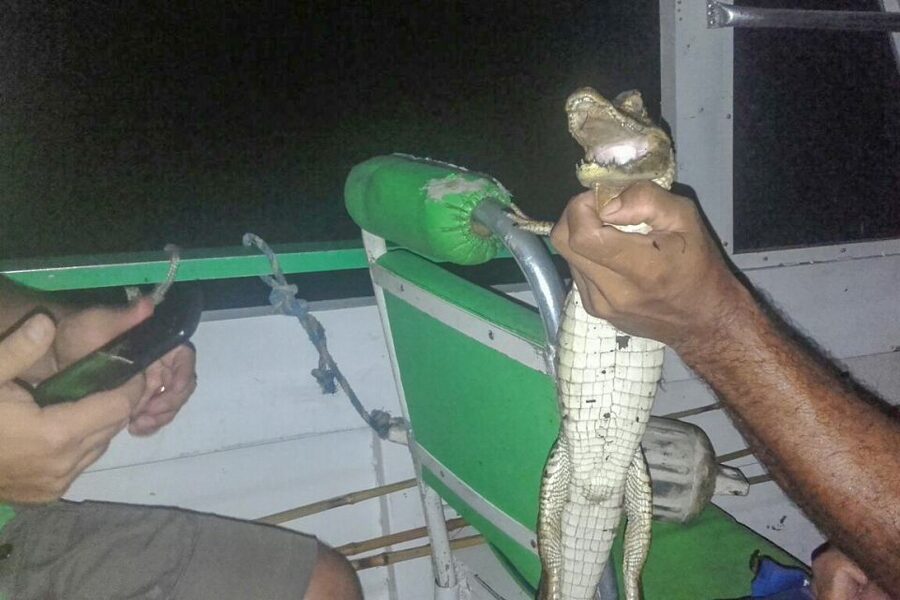 Manaus: Piranha Fishing and Alligator Watch Evening Tour - Five hours on paper, less time in practice