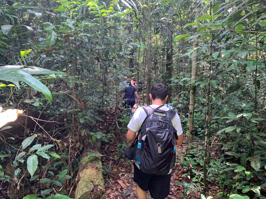 Manaus: Presidente Figueiredo Caves and Waterfalls Tour - Why Presidente Figueiredo makes a good Manaus day trip