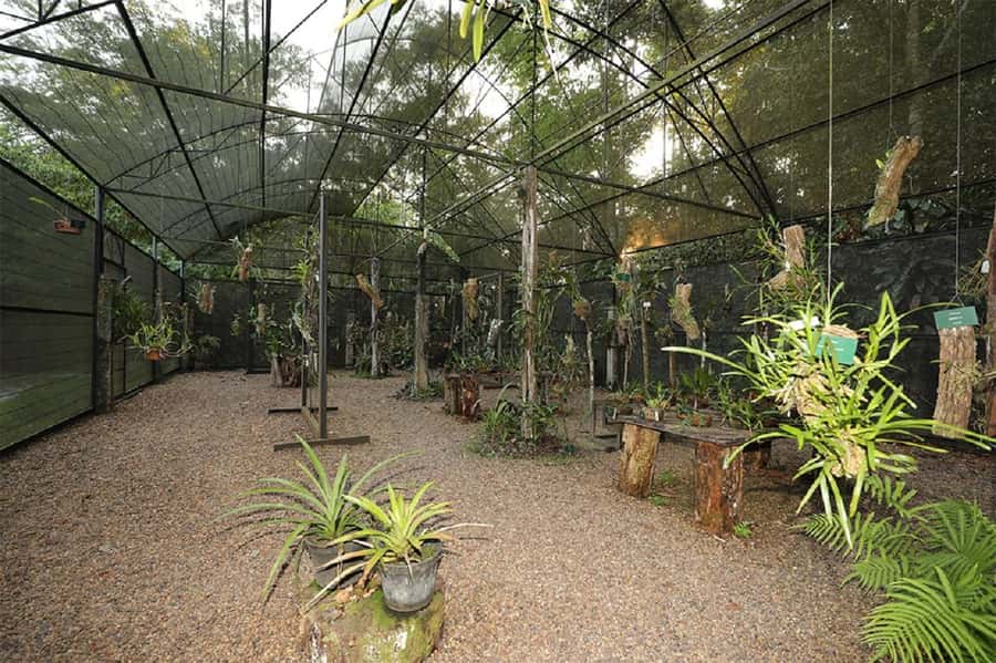 Manaus : Visit to MUSA (Amazon Museum) - MUSA brings the Amazon into Manaus