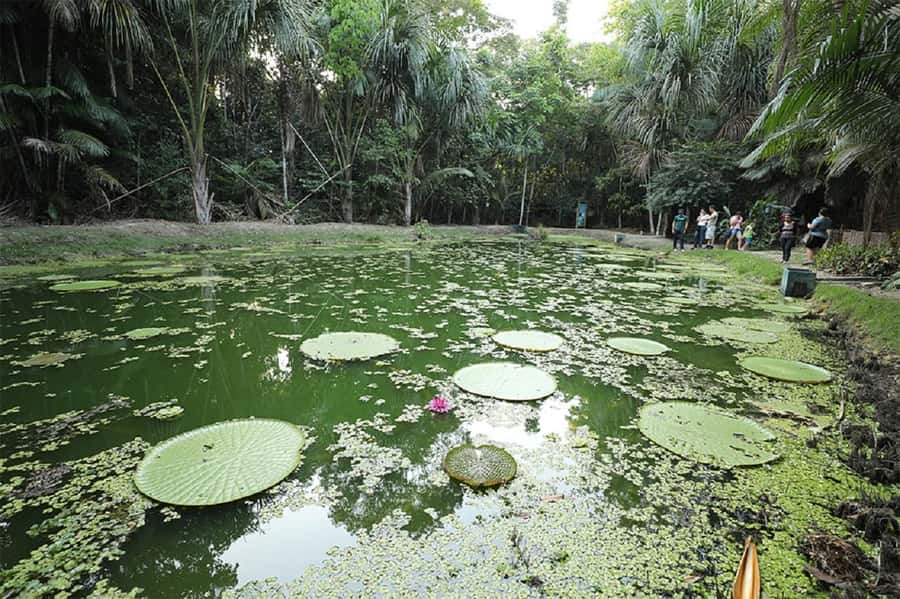 Manaus : Visit to MUSA (Amazon Museum) - Exhibitions that connect people, species, and place