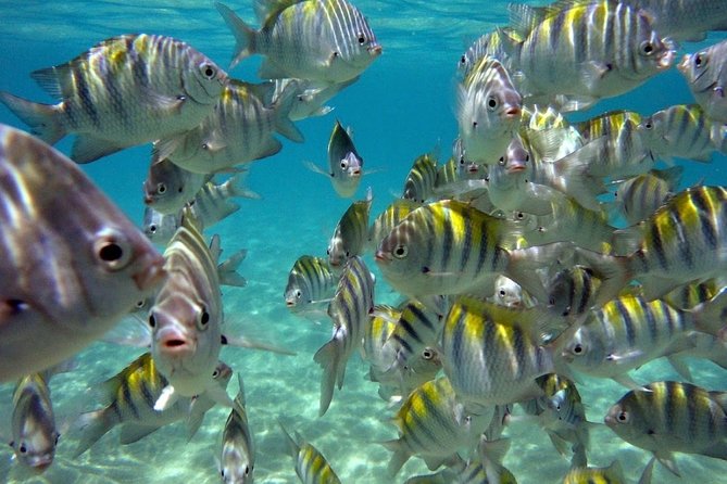 Maragogi / Alagoas Caribbean Brazilian - Who will enjoy this day most