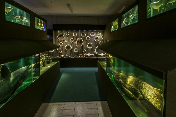 Official Ticket: Oceanographic Museum Univali - Piçarras - SC - Meet shells, squid, and crustaceans in the Red Wing