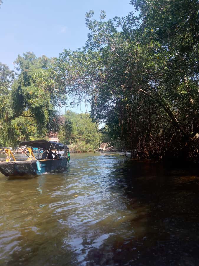 Pantanal of Rio de Janeiro - Cruising among the islands and mangroves