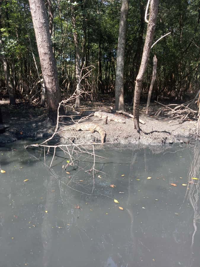 Pantanal of Rio de Janeiro - Practical planning for the day