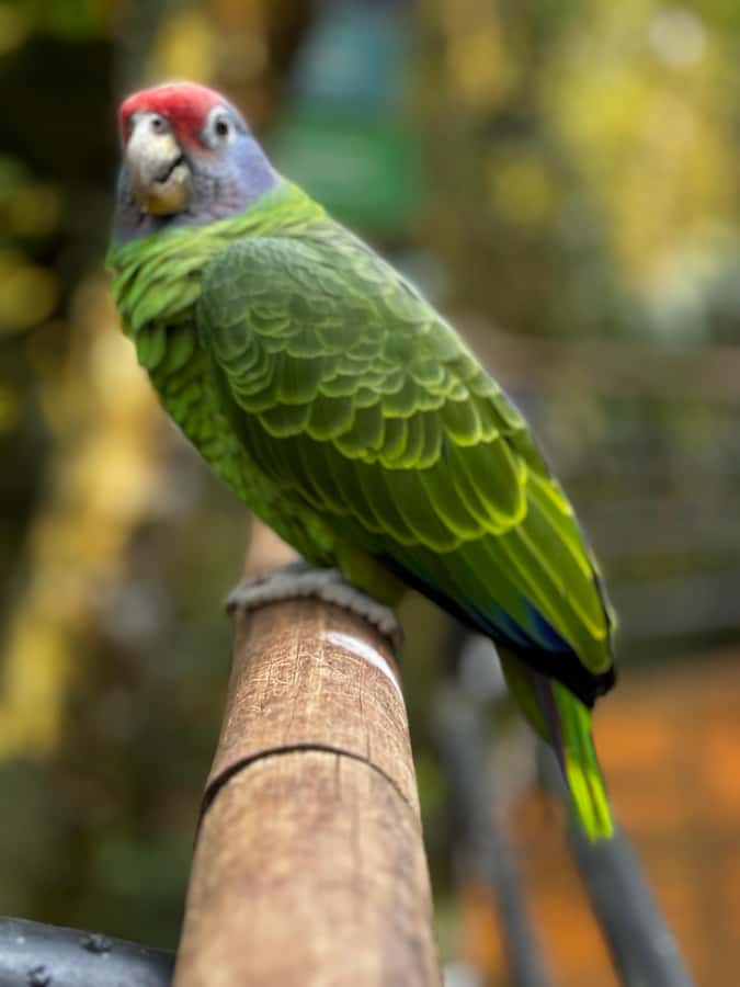 Paraguay + Argentina + Brazil Top Highlights - Bird Park adds birds, color, and a change of pace