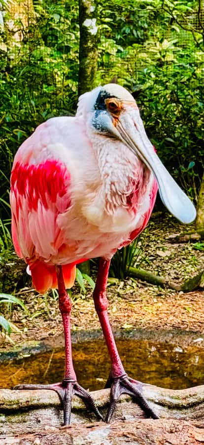 Paraguay + Argentina + Brazil Top Highlights - Ciudad del Este shows you Paraguay beyond the border
