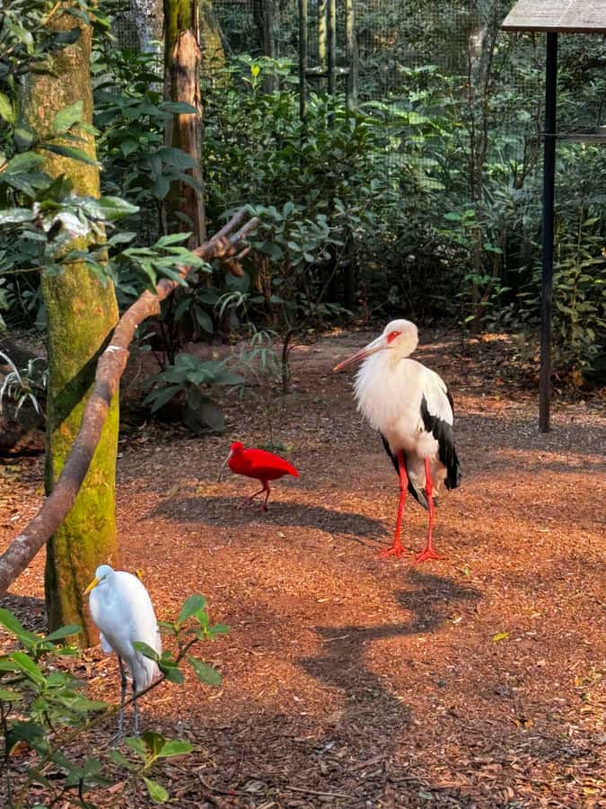 Paraguay + Argentina + Brazil Top Highlights - Optional boat and helicopter trips change the price and pace