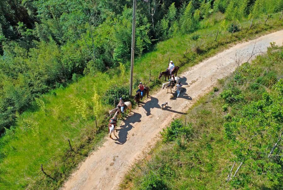 Paraty: 3-Hour Rainforest Horseback Ride - Forest trails beside Serra da Bocaina National Park
