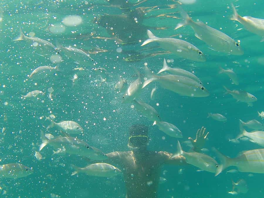 Paraty: A Private Speedboat Experience in Mamangua - Saco da Velha for Lunch or a Longer Swim