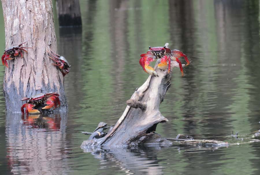 Paraty Bay: Half-Day Mangroves and Beaches Tour by Kayak - Key points to know before paddling