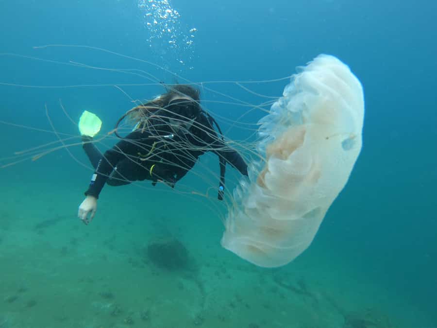 Paraty: Discovery Scuba Diving Experience for Beginners - The 13 to 26-foot underwater session