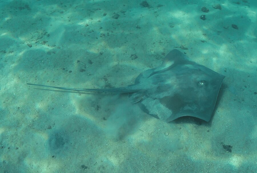 Paraty: Discovery Scuba Diving Experience for Beginners - Is $150 a fair price?