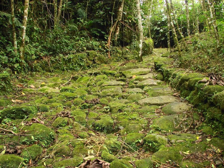 Paraty: Gold Trail Rainforest Hiking Tour - Who will enjoy this tour most