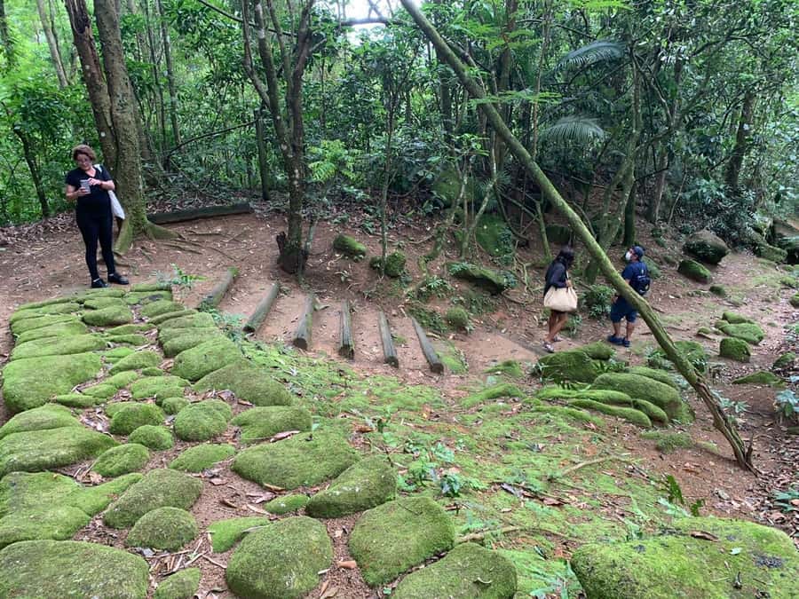 Paraty: Gold Trail Rainforest Hiking Tour - Atlantic Forest plants, animals, and scenery