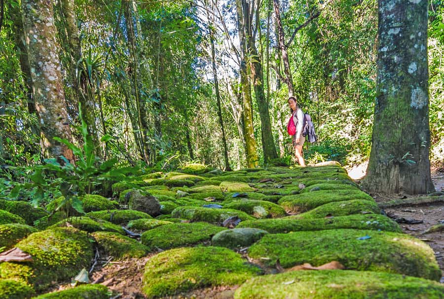 Paraty: Gold Trail Rainforest Hiking Tour - Meeting at Av. Roberto Silveira