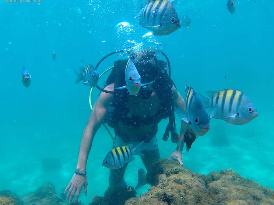 Porto Galinhas Full Day Tour - The natural pools and tropical fish