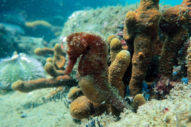 Private Program for Accredited Diver in Búzios - Who will get the most from this experience?