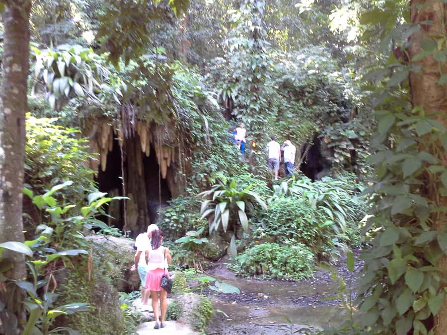 Private Tijuca Forest & Botanical Garden Guided Tour - Rio Botanical Garden, from imperial palms to orchids