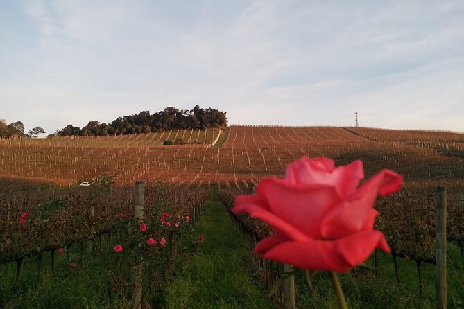 Private Tour to Serra Gaúcha Vineyards - From Gramado to Bento Gonçalves by private car