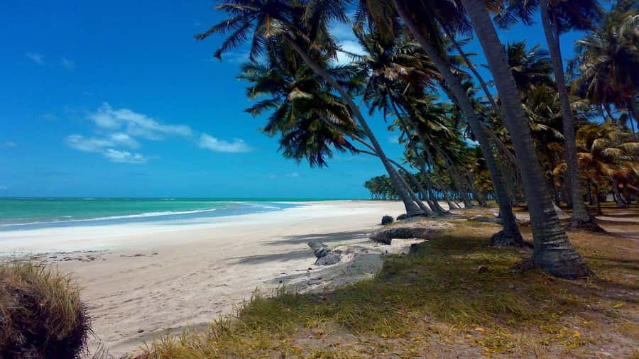 Recife: Tour to Carneiros with Catamaran Ride - Key points at a glance